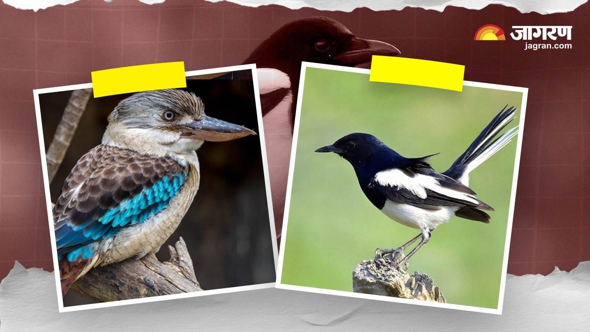 https://www.jagranimages.com/images/newimg/14082025/14_08_2025-kookaburra_sex_reversal_24012921_142418624.jpg