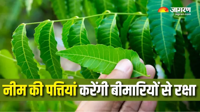 नीम की पत्तियों खाने से होंगे कई फायदे (Picture Courtesy: Freepik)