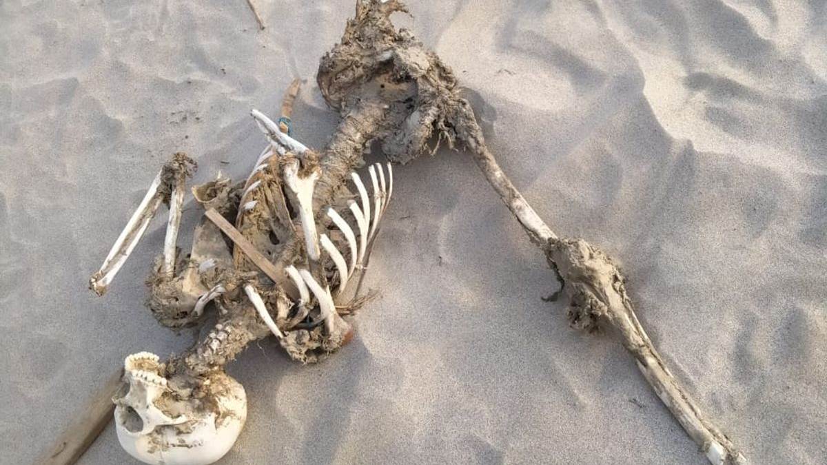 https://www.jagranimages.com/images/newimg/14082025/14_08_2025-skeleton_24013191.jpg