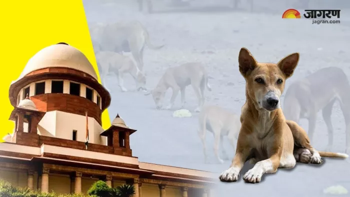 SC on Stray Dogs आवारा कुत्तों पर सुप्रीम कोर्ट में हो रही सुनवाई।