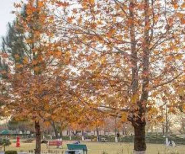 काफी कार्य किया है पर सांस्कृतिक जड़ों को जोड़ने और तोड़ने का साहस नहीं रखते हैं।