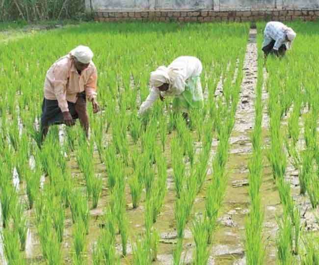 धान की खरीद से पहले जमीन की रिकार्ड जांच।(फोटो: दैनिक जागरण)