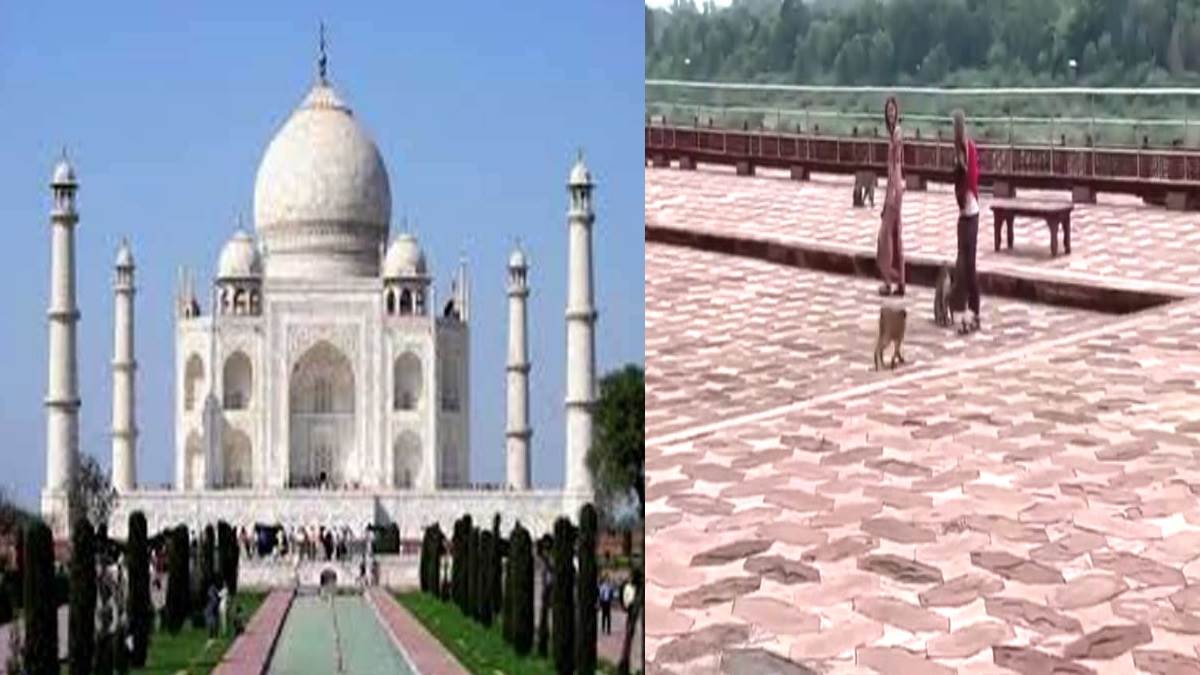 monkey attack in taj mahal on female tourist video goes viral on facebook