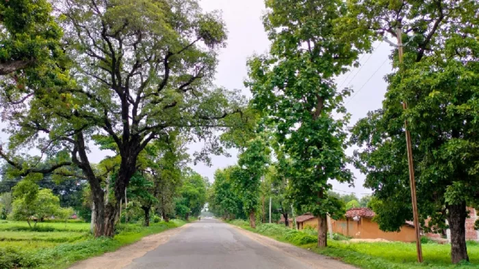 काटे जाने से पहले एनएच 75 पर खजुरी के समीप हरे-भरे पेड़ (फाइल फोटो)