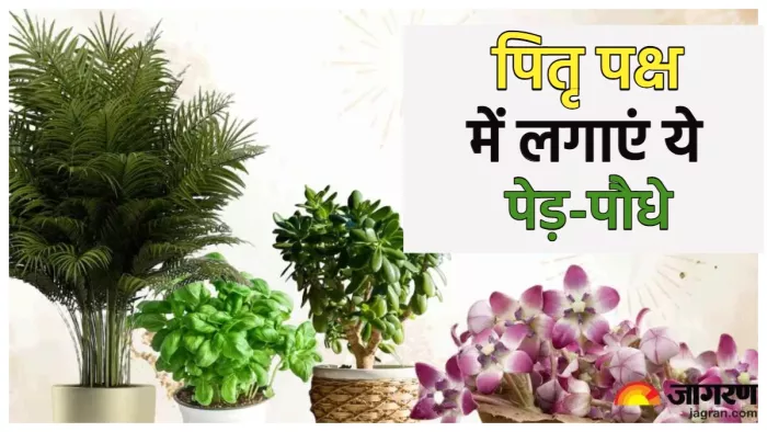 Pitru Paksha Plants पितृ पक्ष में लगाएं ये 5 पेड़-पौधे, मिलेगा पितरों का आशीर्वाद।