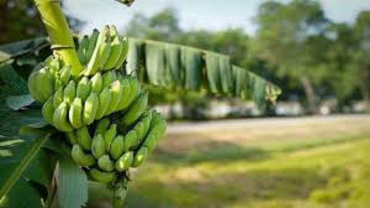https://www.jagranimages.com/images/newimg/14092025/14_09_2025-banana_24047070.jpg