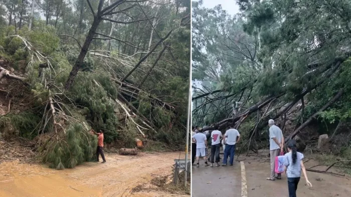 चंबा में नैनीखड्ड के समीप पहाड़ी धंसने से चंबा-पठानकोट एनएच पर गिरे पेड़। जागरण