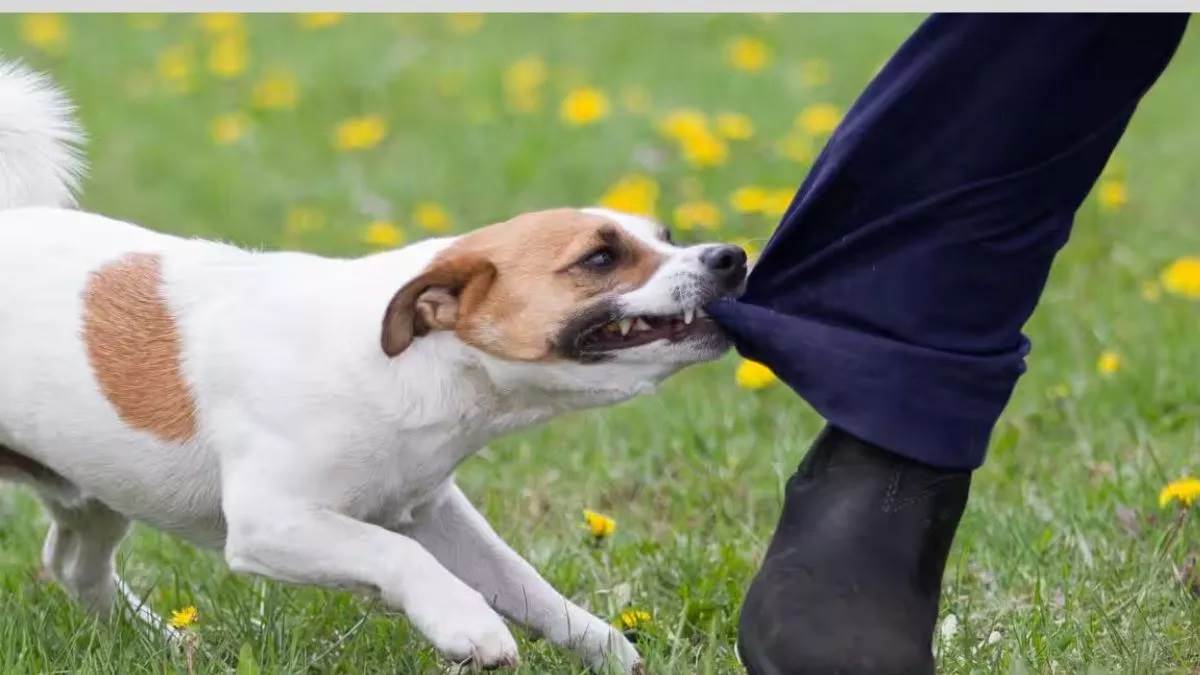https://www.jagranimages.com/images/newimg/14092025/14_09_2025-dog_bite1_24047137.jpg