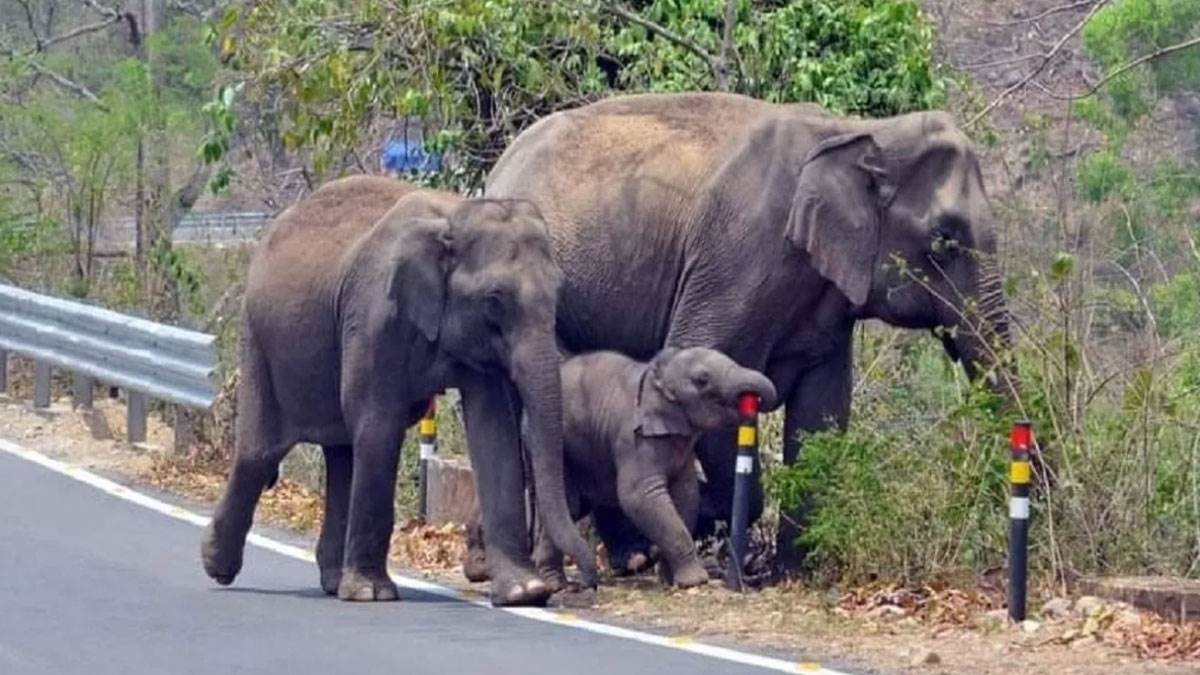 https://www.jagranimages.com/images/newimg/14092025/14_09_2025-elephant_24046754_142838619.jpg