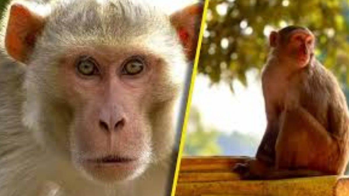 https://www.jagranimages.com/images/newimg/14092025/14_09_2025-monkey_24046285_064239.jpg