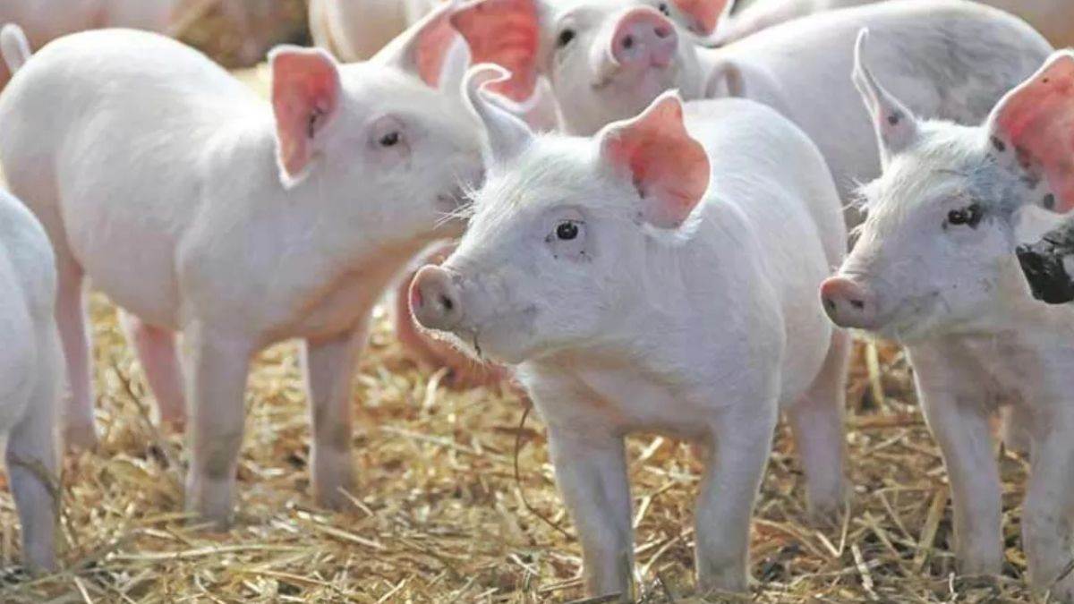 https://www.jagranimages.com/images/newimg/14092025/14_09_2025-pig_24047092.jpg