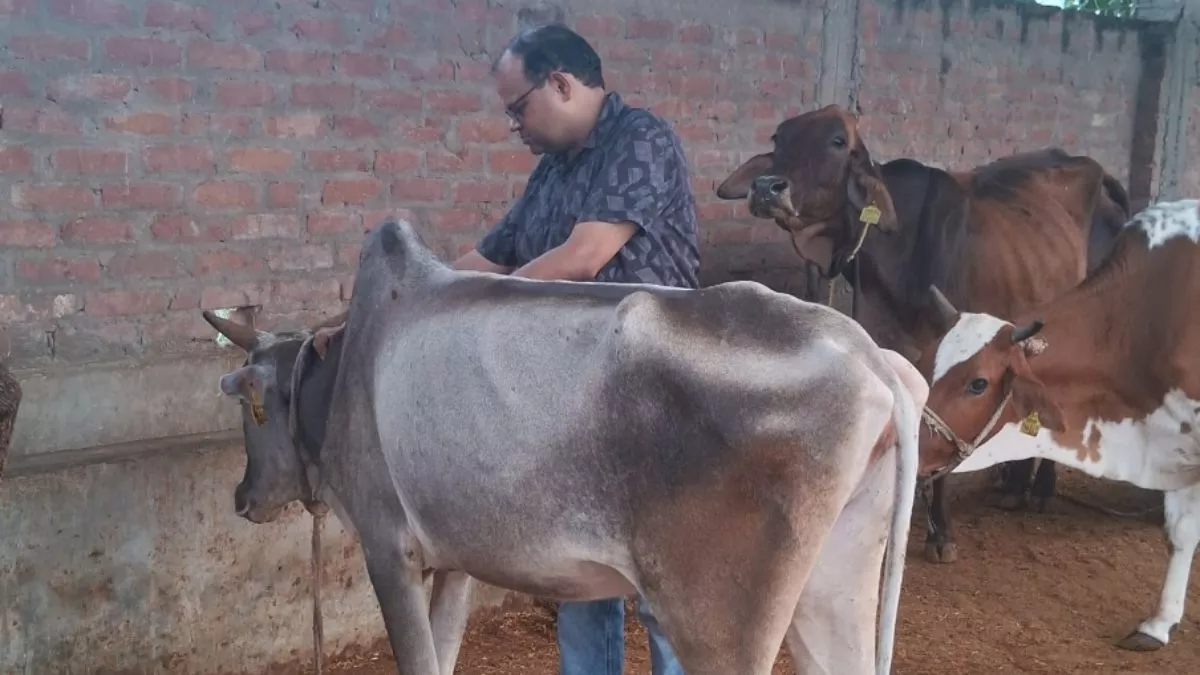 वाराणसी में पशुओं में तेजी से फैल रहा है लंपी, 90 से ज्यादा मामलों की पुष्टि