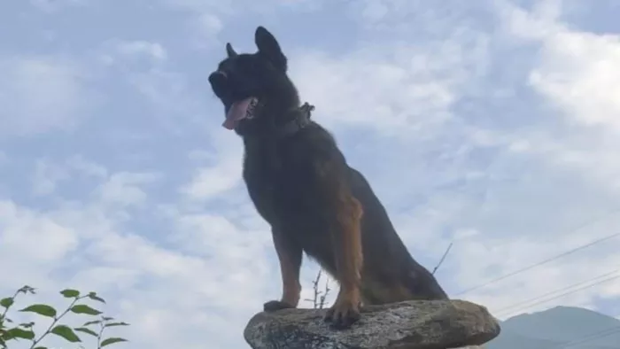 Zoom Dog Meerut मेरठ में ट्रेनिंग पाए जख्मी फौजी श्वान जूम बलिदान हो गया।