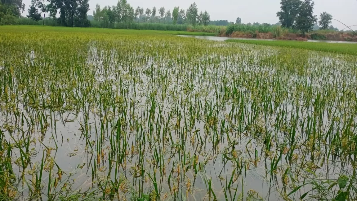 Ambedkarnagar News: बाढ़ प्रभावित 2670 किसानों को मिलने लगी क्षतिपूर्ति, 2 से 45 हजार रुपये तक की सहायता