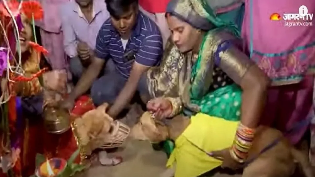 Gurugram: कुत्तों की अनोखी शादी, नर-मादा ने लिए सात फेरे, रीति-रिवाज से निभाईं रस्में; बैंड-बाजे पर नाचे बराती