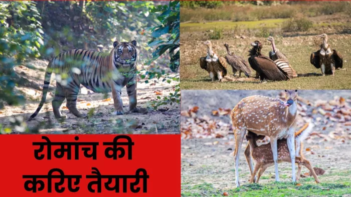 शासन ने दी हरी झंडी, अमानगढ़ में 15 से फिर से आएंगे पर्यटक