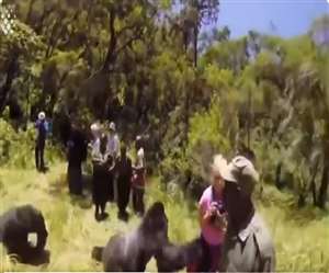 वनकर्मी किसी सांकेतिक भाषा से चिंपैंजी को आवाज लगाते हैं।