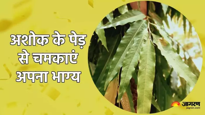 New Year 2024: नए साल में अशोक के पत्ते से करें ये उपाय