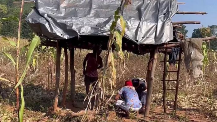 मचान के नीचे बाघ के पैरों के चिन्ह को देखते ग्रामीण।