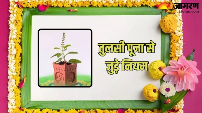 Tulsi Plant: तुलसी लगाने के नियम (Pic Credit - Freepik)