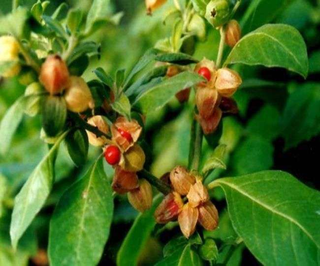 These Three Types People Should Not Eat Ashwagandha