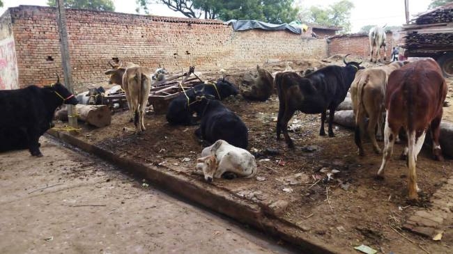 गांव मऊ में फसल को हानि पहुंचा रहे पशुओं को ग्रामीणों ने बांधा