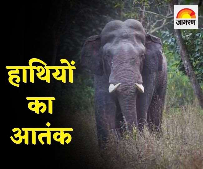 Jharkhand News : बेड़ो के हुलसी गांव में हाथियों ने बर्बाद किया आलू व मटर की फसल, लोगों में दहशत