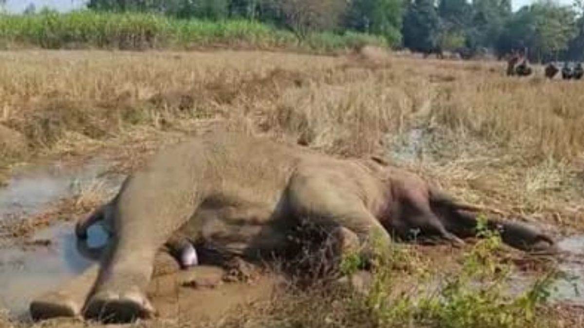 https://www.jagranimages.com/images/newimg/15012023/15_01_2023-elephant_death_23296319.jpg