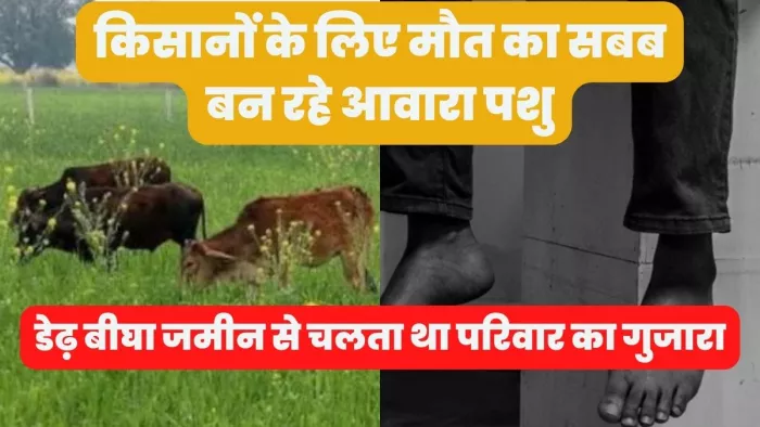 Farmers Suicide : खेत में खड़ी फसल चट कर गए आवारा मवेशी, आहत किसान ने कर ली आत्महत्या