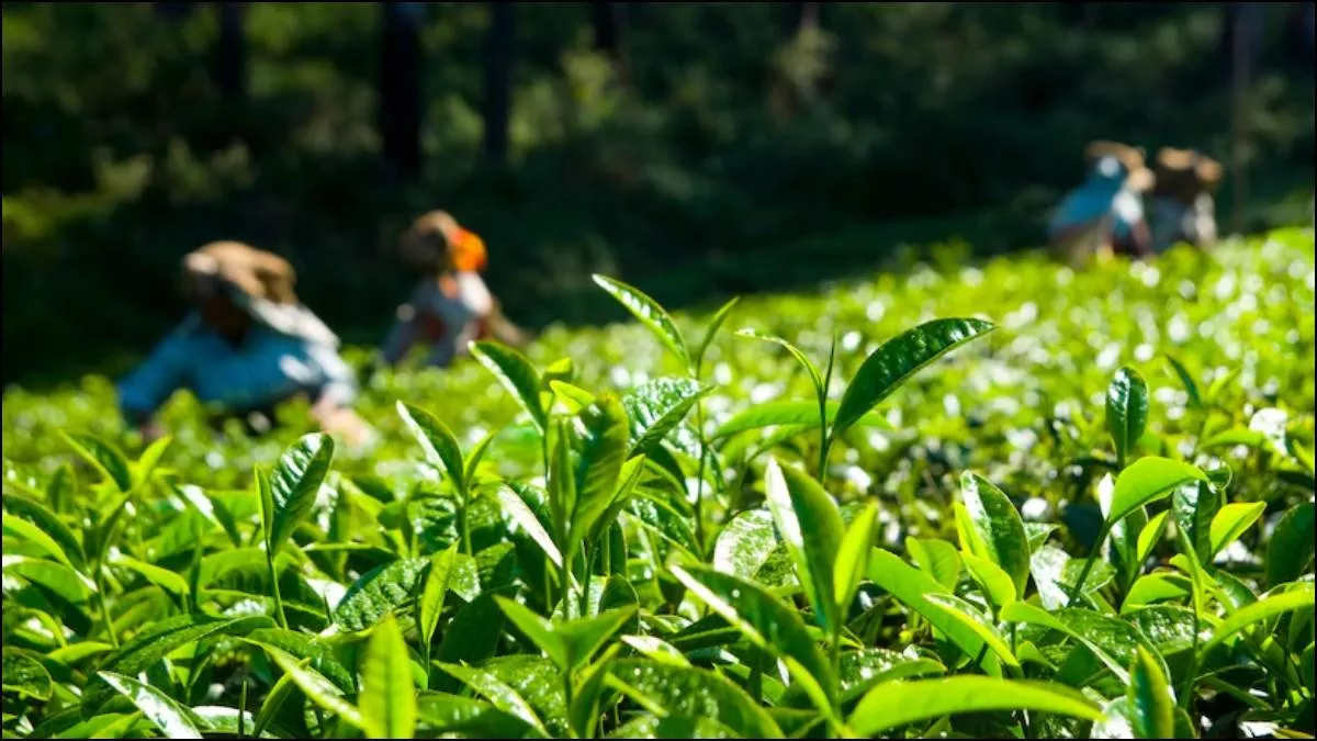200 साल चाय के पूरे होने पर असम में जश्न मनाया जा रहा है