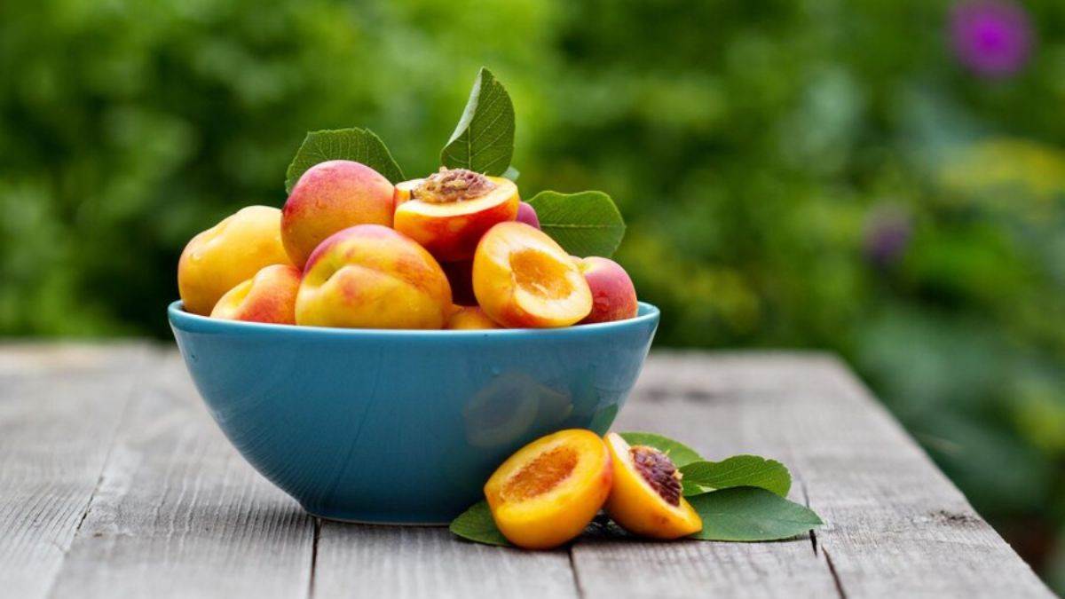 https://www.jagranimages.com/images/newimg/15012024/15_01_2024-apricot_23629964.jpg
