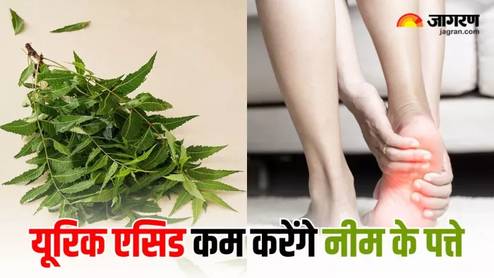 नीम की पत्तियों से यूरिक एसिड को कंट्रोल करने के 4 असरदार तरीके (Image Source: Freepik)