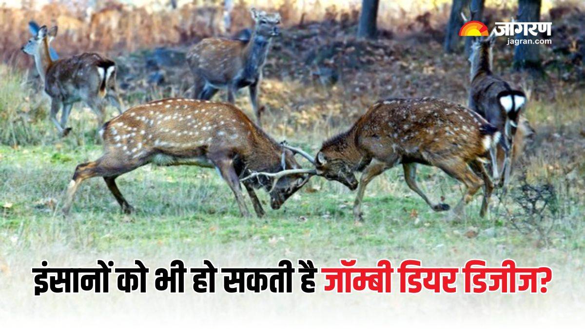 what is zombie deer disease a and how it can threaten humans know scientists views in details