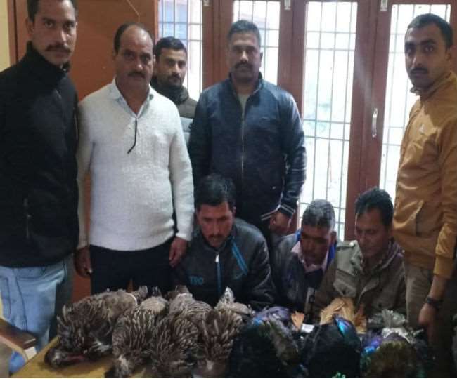 उतराला की पहाडि़यों पर दुर्लभ पक्षी मोनाल का शिकार कर लौट रहे तीन लोग गिरफ्तार, बैग में छिपाए थे सात परिंदे