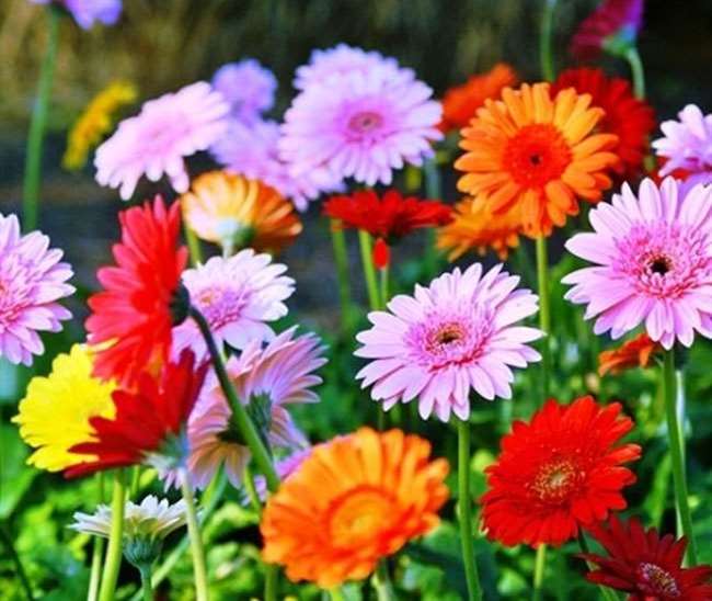 CM Yogi in Moradabad विदेशी फूलों से हुई शादी के भव्य पंडाल की सजावट