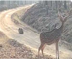 शेर सड़क पर घात लगा कर बैठा हुआ है।