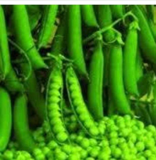 bhojpur chr39 s peas in the markets of up along with bihar
