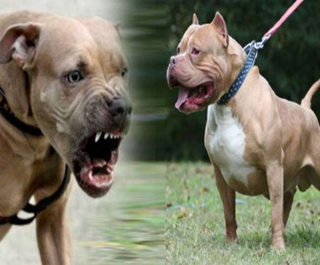 pitbull dogs attack killed owner in Yamunanagar of Haryana - दो पालतू पिटबुल  कुत्‍ते बने हैवान, मालिक को नोच नोचकर मार डाला, छुड़ाने दौड़े लोग तो  उन्‍हें भी काटा