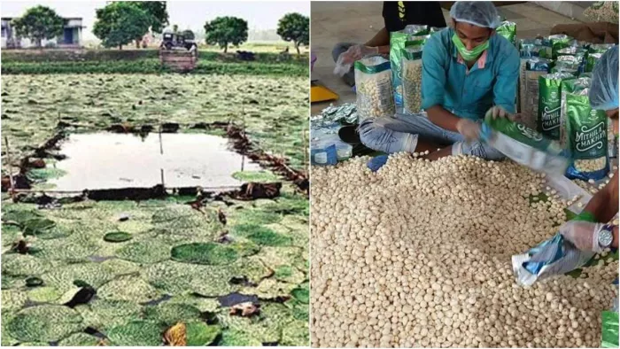 दुनिया का 80 और भारत का 85 प्रतिशत मखाना का उत्पादन करता है बिहार