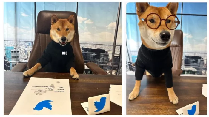Elon Musk Gave His Twitter CEO Chair To A Dog Named Floki, Pic Courtesy- Elon Musk Twitter