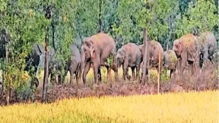 हाथियों ने तैयार किया नया कारिडोर, 300 साल बाद कर रहे हैं घर वापसी।