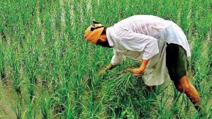 धान पर जोर ने बढ़ाया पंजाब का जल संकट। (फाइल फोटो)