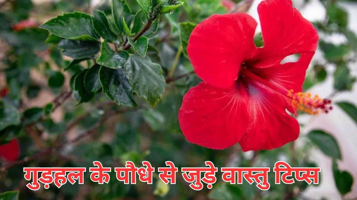 Vastu Tips गुड़हल का पौधा लगाते समय इन बातों का रखें ध्यान, घर से दूर होगी नकारात्मक ऊर्जा