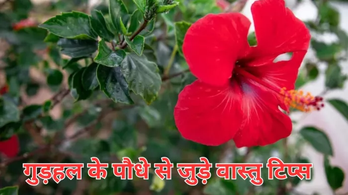 Today Vastu Tips: इस दिशा में लगाएं गुड़हल का पौधा