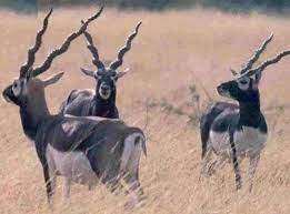 मीरजापुर, जेएनएन। हलिया वनरेंज अभ्यारण्य में दुर्लभ प्रजाति के काले हिरण का कुनबा बढ़कर 300 पहुंच गया है।