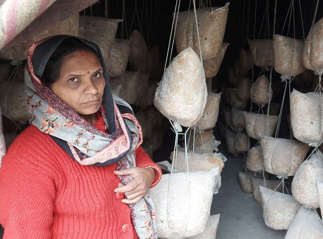 तस्‍वीरों में देखें देहरादून की एक महिला किसान का कमाल, मशरूम की खेती से शुरू किया रोजगार, कमा रहीं लाखों - woman farmer of Dehradun started employment with mushroom ...