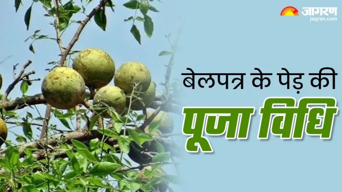 Pradosh Vrat 2024: बेलपत्र के पेड़ की पूजा विधि