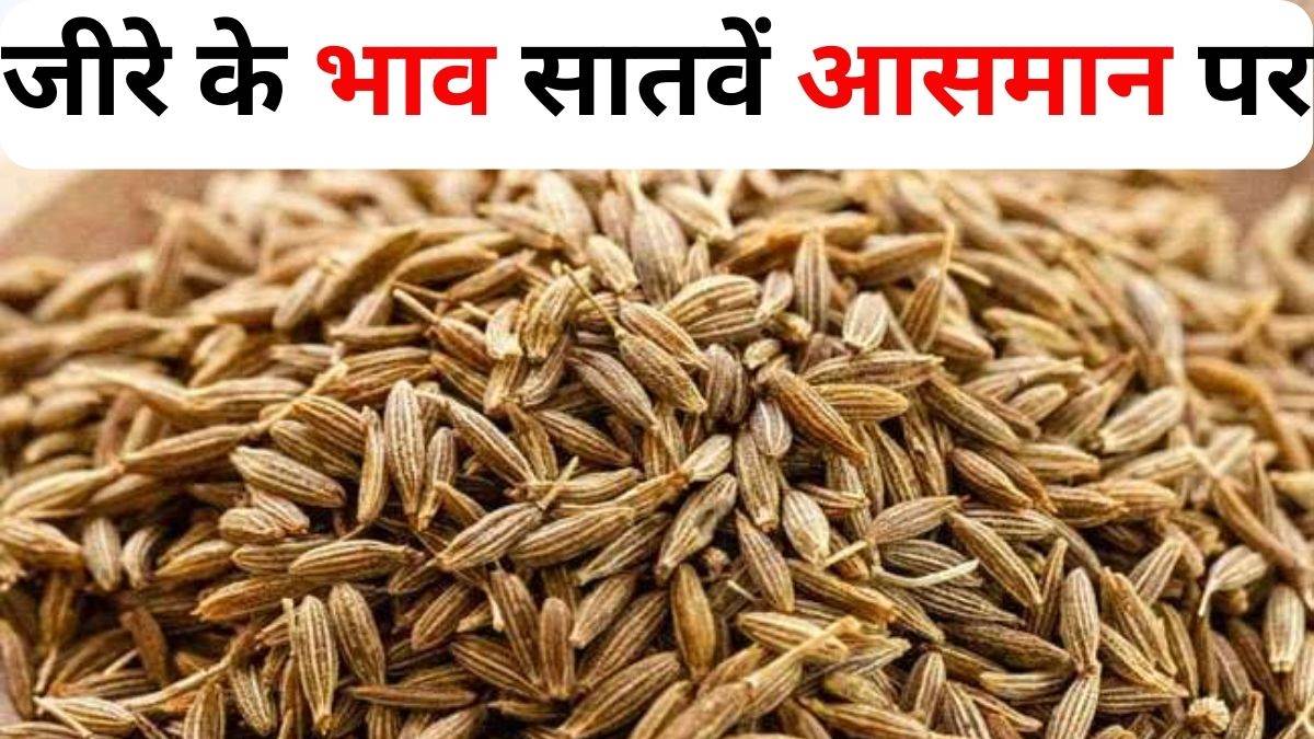 स्वाद के लिए तड़का लगाना पड़ेगा महंगा, जीरा के बढ़ते भाव ने बनाया