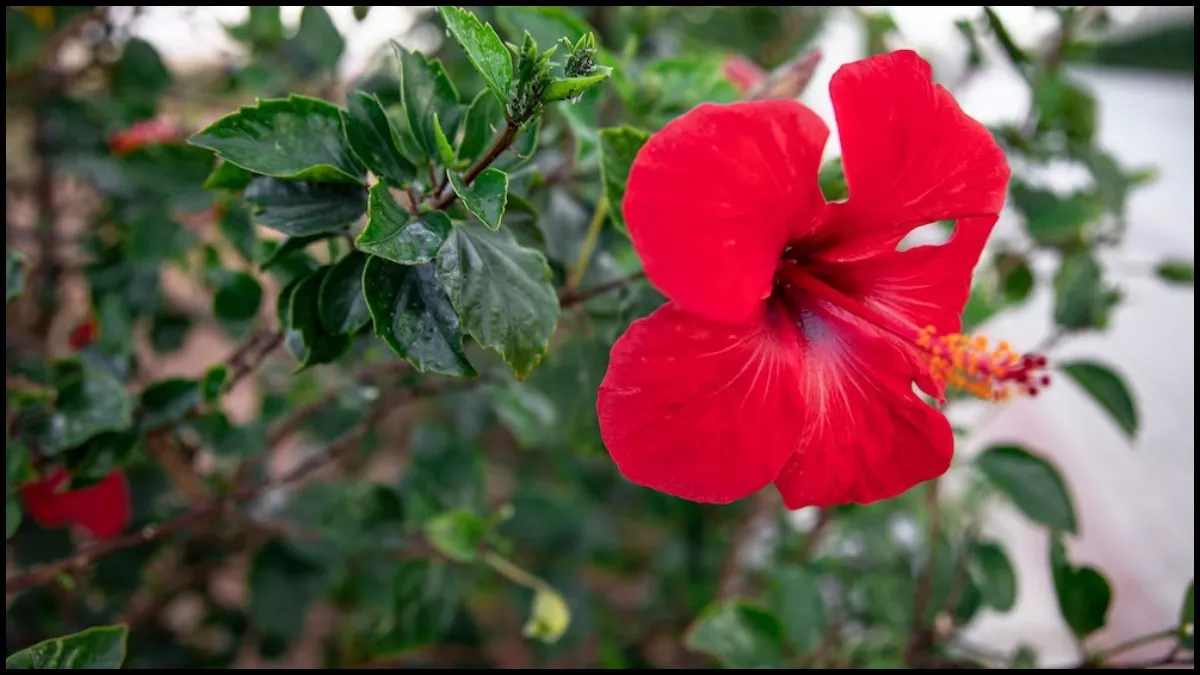Hibiscus Benefits: बाल ही नहीं सेहत के लिए भी गुणकारी है गुड़हल, जानें इसके  कुछ गजब के फायदे - Hibiscus Benefits gudhal ka phool is beneficial in many  health issues like anemia