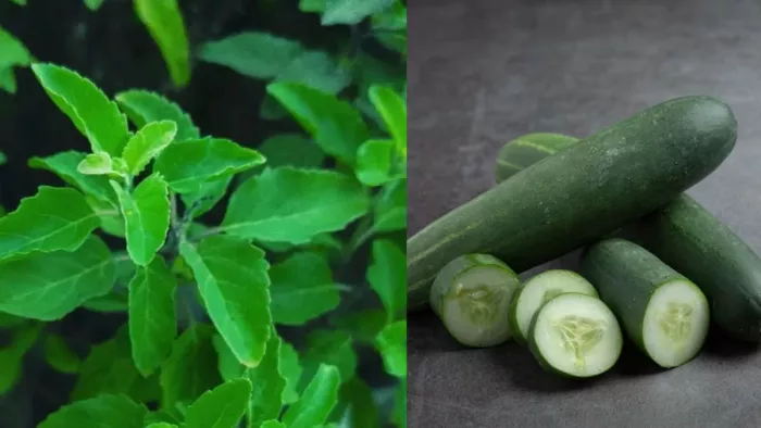 Home Remedies For Summer: इन 5 समस्याओं से ऐसे पाएं राहत